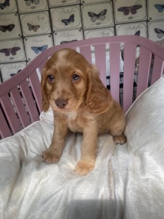 Image 8 of Gorgeous Cocker spaniel puppies ready to leave next week