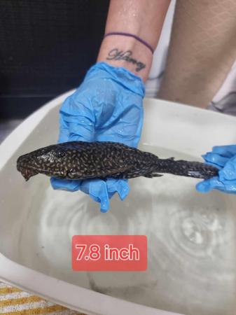 Image 6 of Leopard sail fin pleco for rehoming