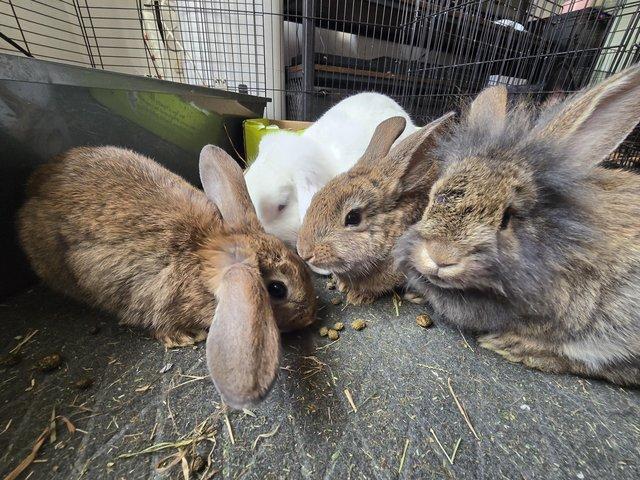 Preview of the first image of baby rabbits looking for forever homes.