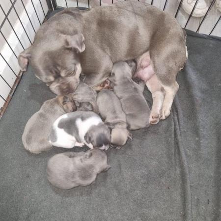 Image 3 of French Bulldog outstanding puppies