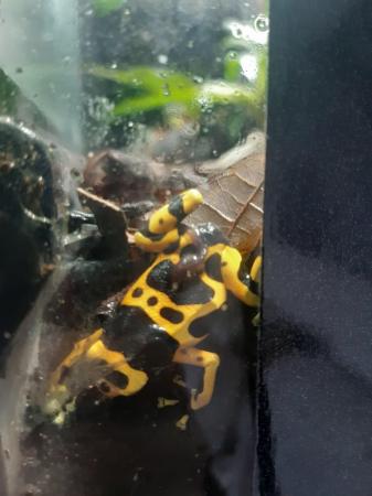 Image 6 of Bumblebee dart froglets available