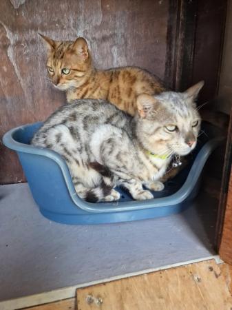 Image 1 of Beautiful breading pair of  Bengle cats