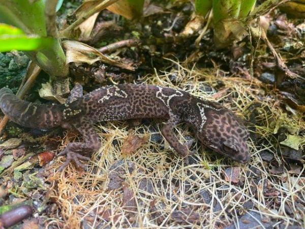 Image 4 of Male hainan cave gecko with setup for sale