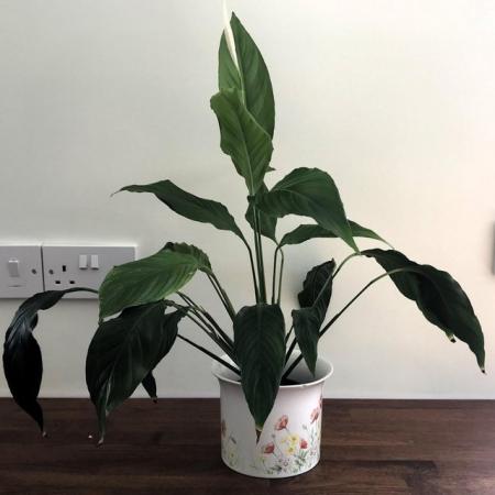 Image 1 of Peace Lily houseplant. Ceramic pot not included. Collection