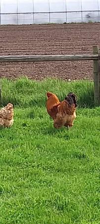 Image 1 of One year old Brahma Cockerel,free to good home