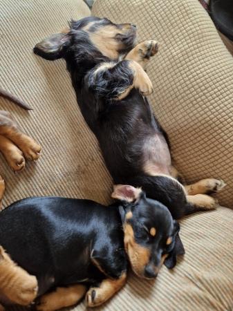 Image 7 of ONLY 2 GIRL DACHSHUND PUPPIES LEFT!!!!