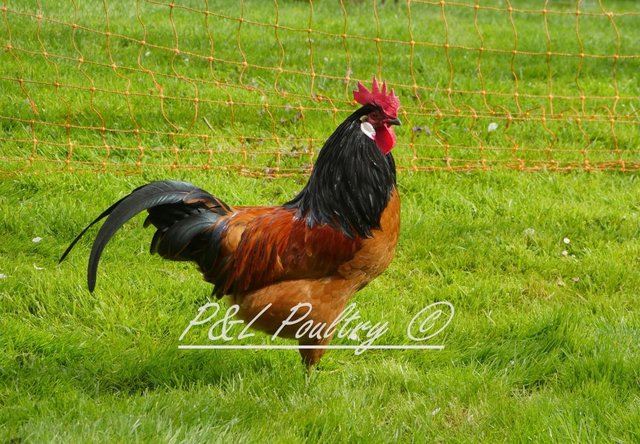 Preview of the first image of Vorwerk Cockerel LF Pure Breed.