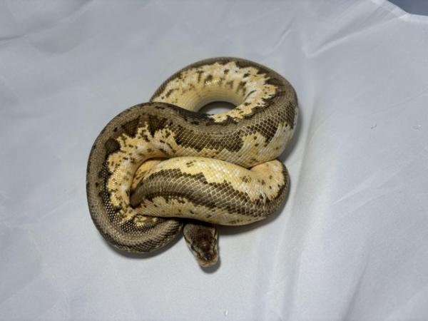 Image 5 of Snake collection for sale