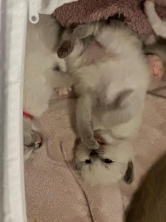 Image 6 of Active tica  mink kittens available to reserve