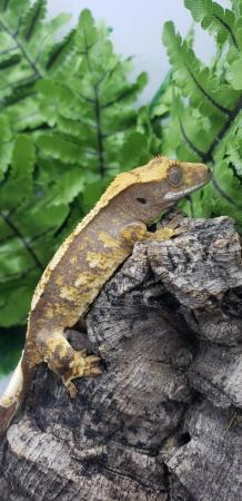 Image 3 of Little Stunning Crested Gecko for sale