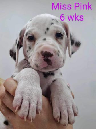 Image 8 of Dalmatian puppies, liver and white, full hearing, kc Reg