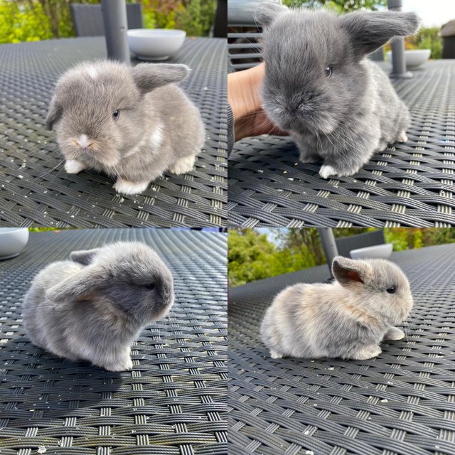 Preview of the first image of Beautiful pure breed mini lops.