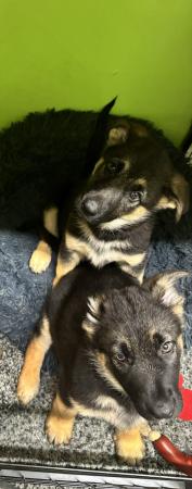Image 17 of German Shepherd puppies for sale