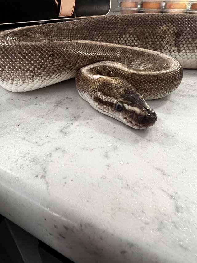 Preview of the first image of Female 2020 bamboo pinstripe ball python.
