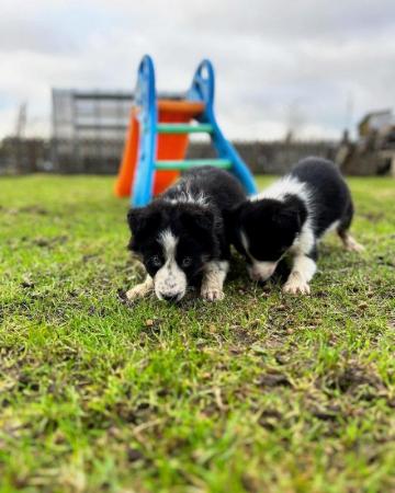 Image 1 of Beautiful Border Collie Puppies -