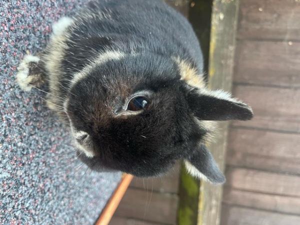Image 1 of Male Netherland Dwarf Rabbit For sale