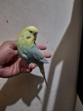 Image 5 of Silly hand tamed budgies for sale