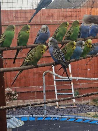 Image 8 of Blue and green budgies for sale