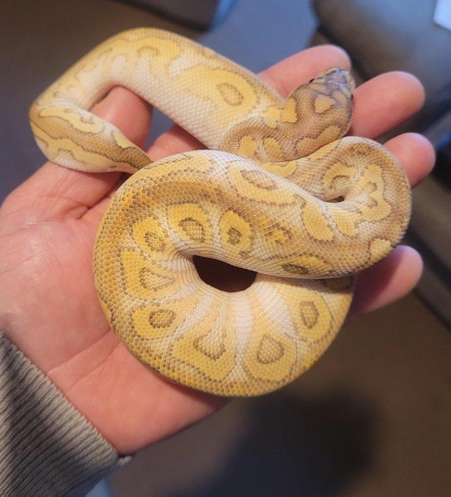 Preview of the first image of Pastel lesser clown female 165g.