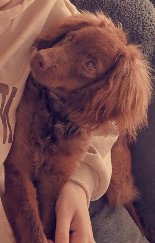 Preview of the first image of Beautiful  Female cockapoo.