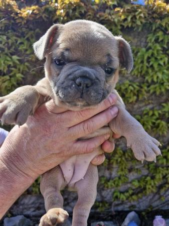 Image 13 of KC Registered French Bulldog Puppies 2 left
