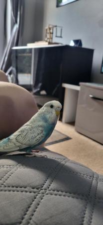 Image 2 of 2 eleven month old female budgies
