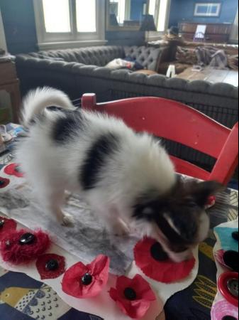 Image 10 of Gorgeous 5 gen pedigree tricoloured papillon pup for sale