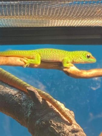 Image 3 of Captive bred giant day gecko 6 months old