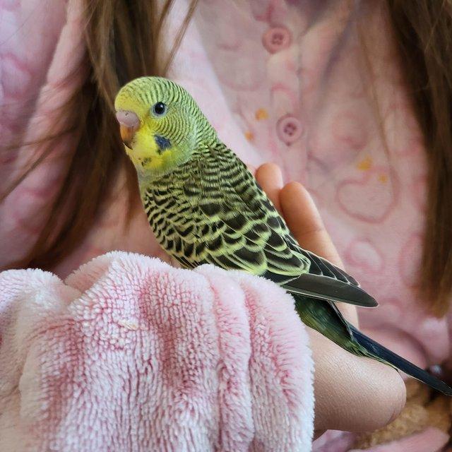 Preview of the first image of Hand Reared Tamed Baby Budgie.