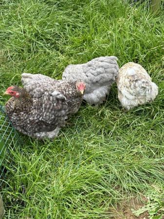 Image 1 of 4 Pekin bantam hens 2023 hatch laying daily