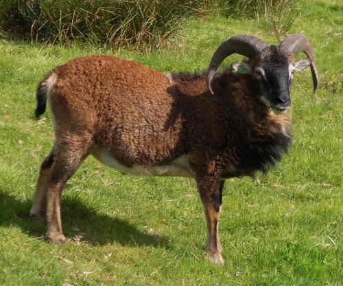 Preview of the first image of Soay young rams now ready (Llandeilo area).