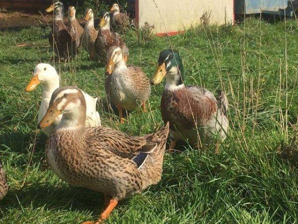 Image 3 of Pure-bred Large and Miniature Silver Appleyard ducks