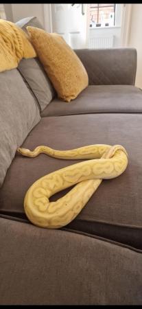 Image 5 of Banana pewter royal python