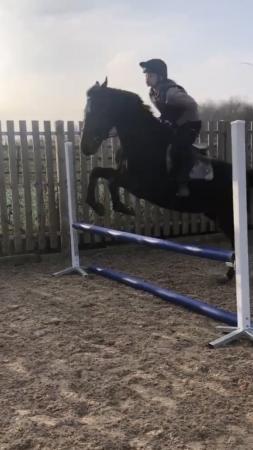 Image 1 of Dottie 15.3hh Thoroughbred bay mare QUICK SALE NEEDED
