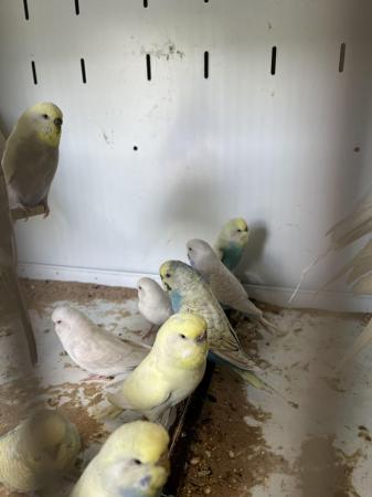 Image 12 of Aviary bred parent reared baby budgies.