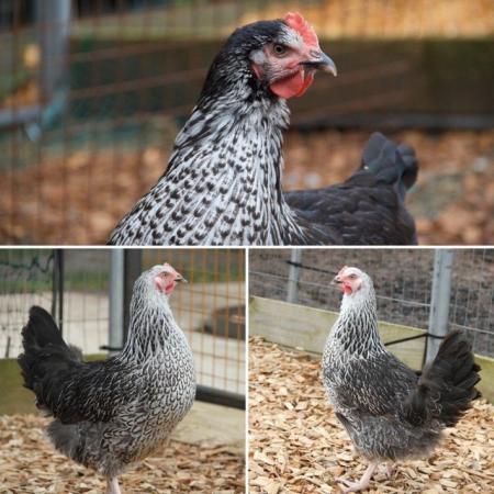 Image 1 of Black Sussex Hybrid Hens for sale at point of lay