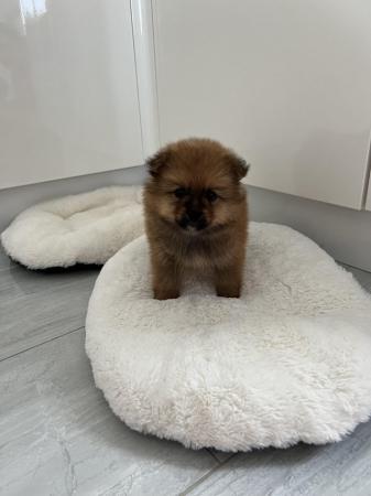 Image 8 of Pomeranian puppies extra fluffy 1 girl and 1 boy available