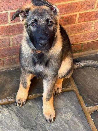 Image 6 of German Shepherd Puppies FULLY VACCINATED KC REGISTERED