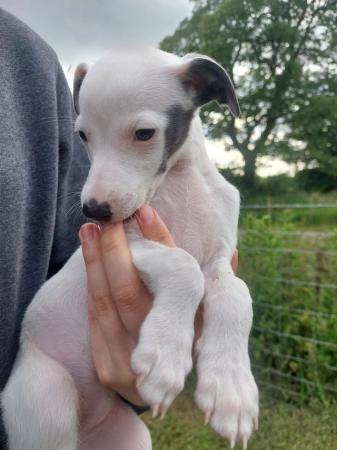 Image 4 of Exceptional KC registered Whippet Puppies.