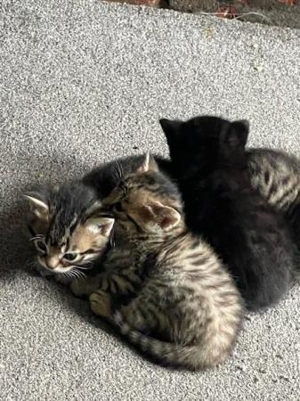 Image 2 of 9 week old femal Bengal Kittens ready for thier forever home