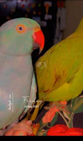 Image 3 of Beautiful tame Young Ringnecks parrot ??