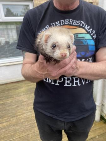 Image 1 of Very friendly and inquisitive ferret and cage