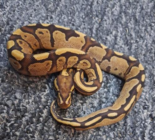 Image 5 of Baby Royal Pythons Available
