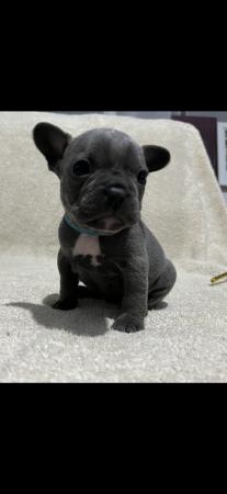 Image 3 of French bulldog puppies 3 left