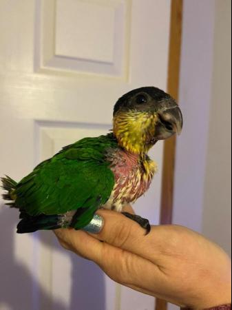 Image 11 of Hand Reared Black Headed Caiques