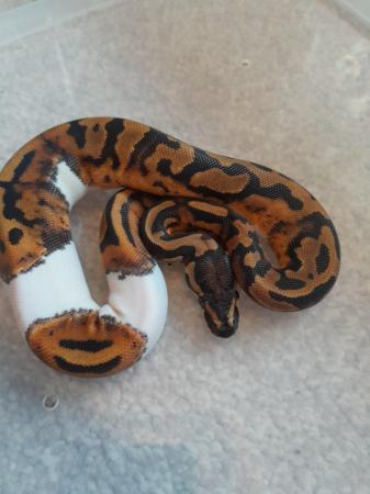 Image 5 of Female pied bald royal python