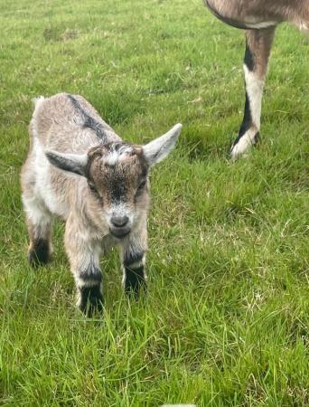 Image 2 of Pygmy goat billy kid for sale