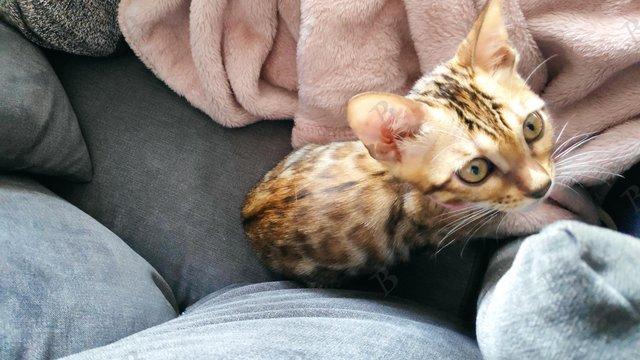 Image 6 of Stunning Pedigree Bengal Kitten TICA reg + Kitten Pack