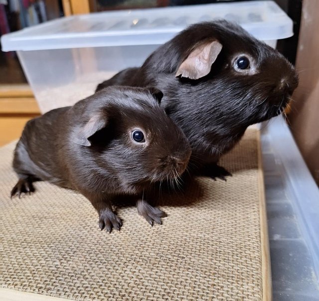 Preview of the first image of Self Chocolate & DEW Guinea pigs boars.