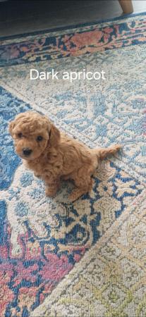 Image 7 of F1b cockapoo puppies for sale